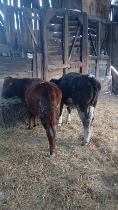 Продам телок 10-11 месяцев