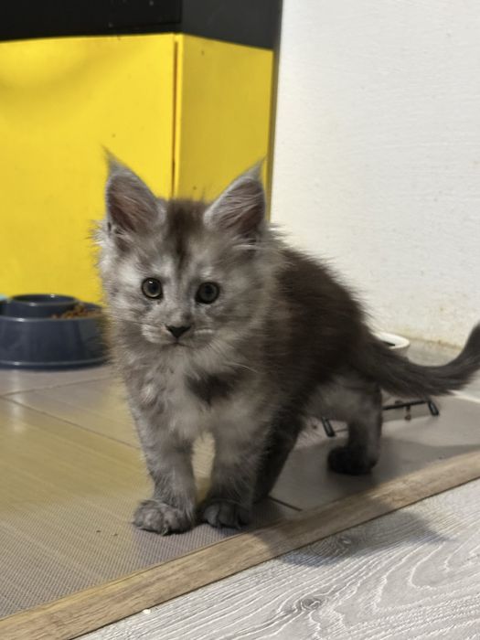 Pui maine coon cu pedigree 3 luni