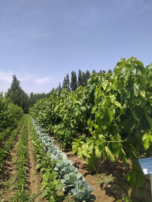 Navdor tut ko'chatlari