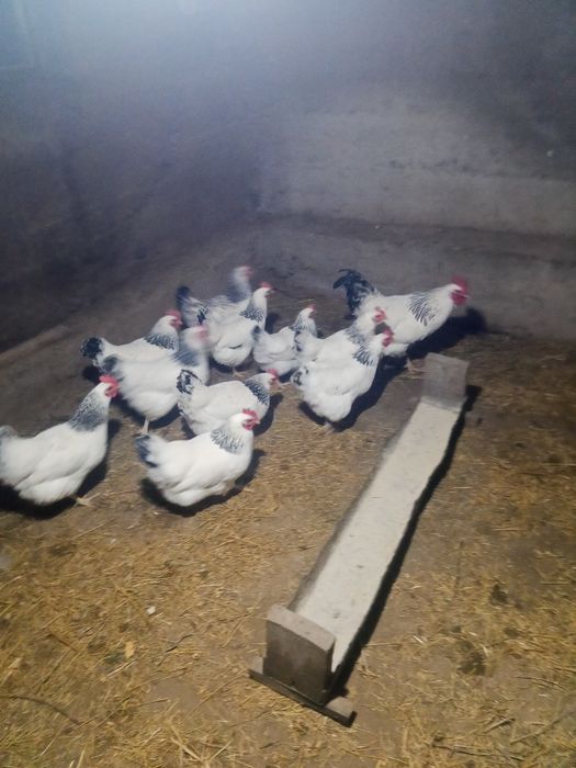 Яйца Адлерских кур