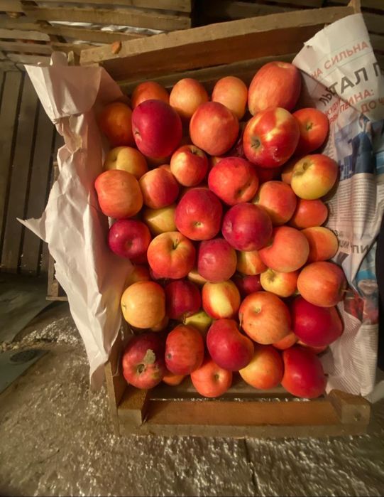 Продам яблоки сорт Айдорлет