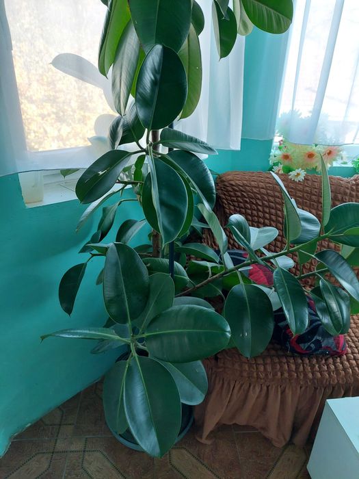 Planta decorativa Ficus