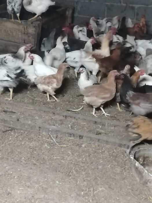 Продам домашних кур несушек этого года