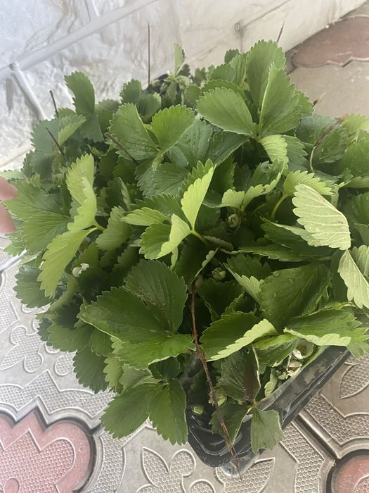 Продам усики клубники