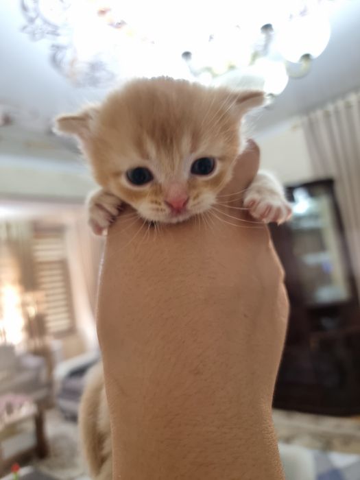 Котята под бронь