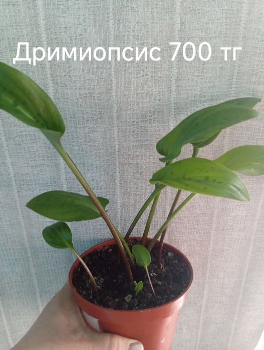 Комнатные цветы от 500 до 700
