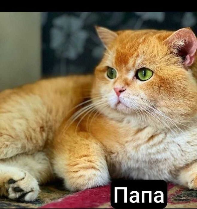 Котенок Британ шиншила ню 12