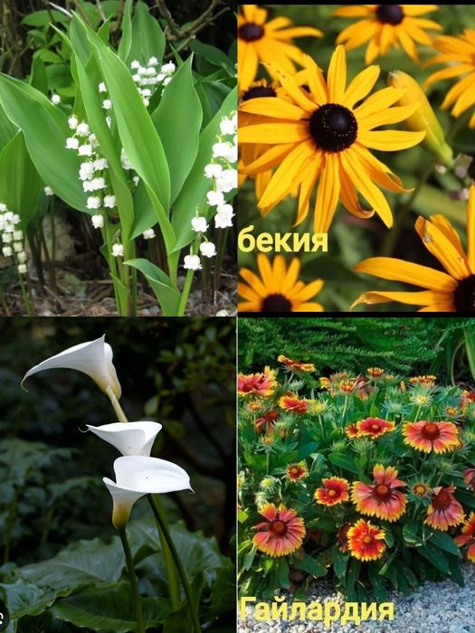 Многолетние цветы  ,
