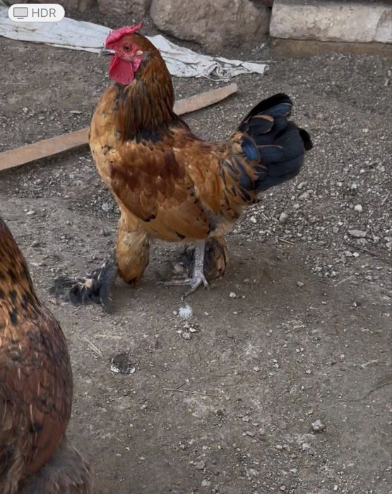 Horozla sotila tovulani bosvoti