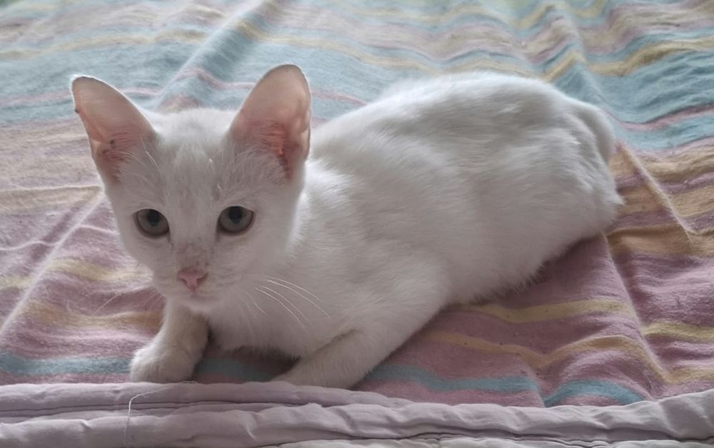 Чистобелый котенок-мальчик, 4 месяца