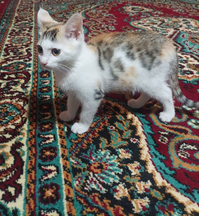 6oyli qizbola mushuk