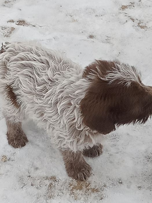 2айлык кушик охотник