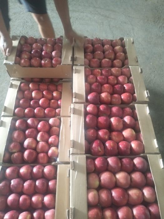 Яблоки свежие, урожай 2025