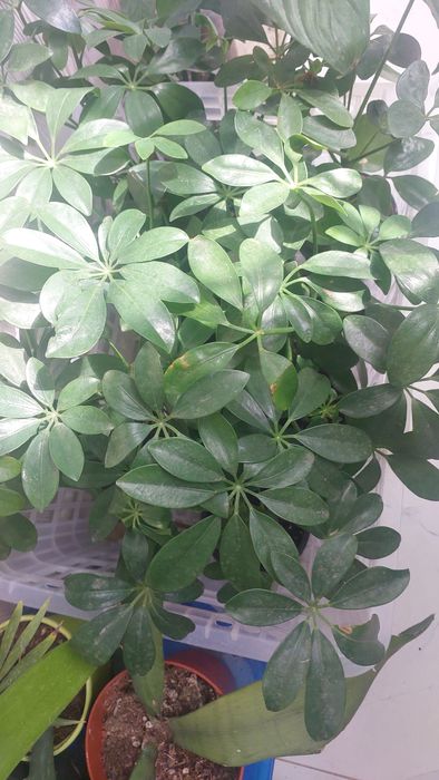 Комнатные растения.