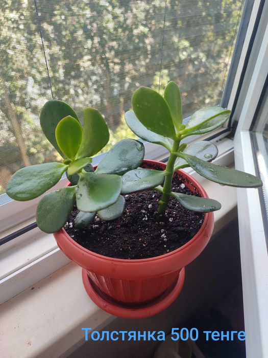 Продам цветы недорого