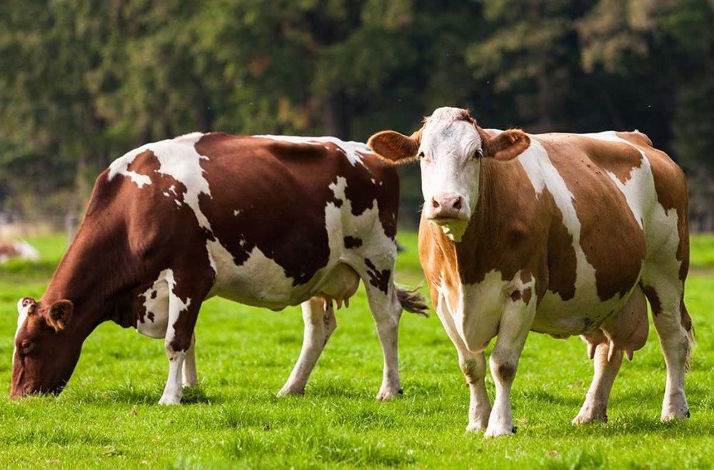 Храна за животни