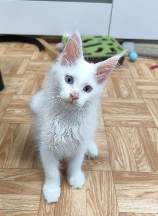 Котята породы Мейн Кун