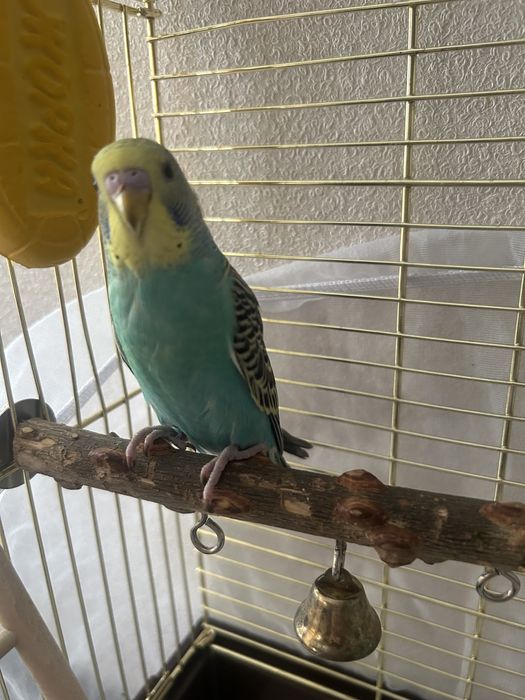 Волнистый попугай .