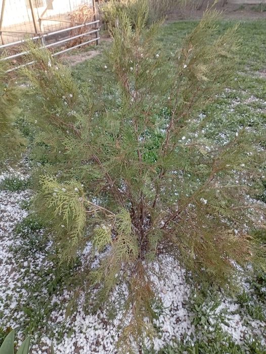 Продам ёлку туя срочно торг