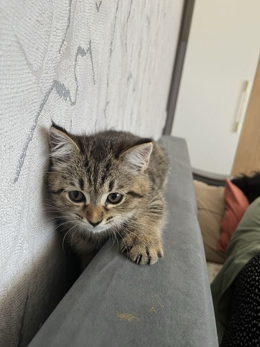 Отдам в добрые руки котенка девочка