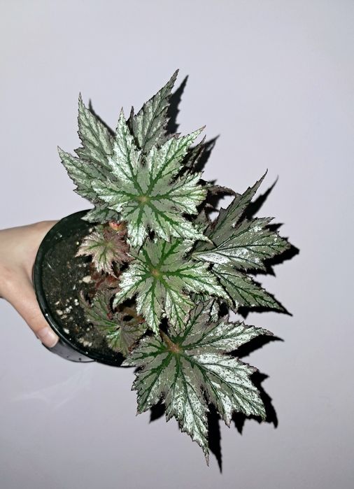 Редкая бегония !