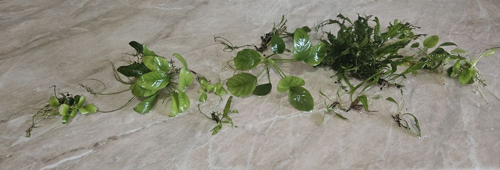 Plante acvariu, anubias plus altele.