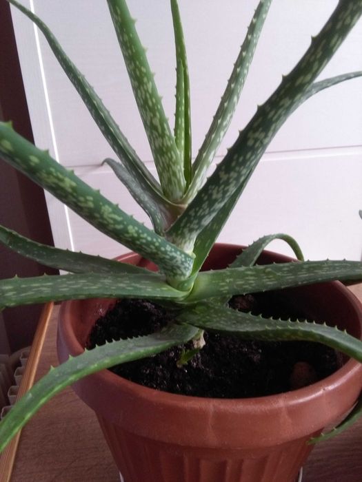 Алоэ -домашний доктор