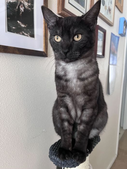 Пепельно дымчатый котенок спасен