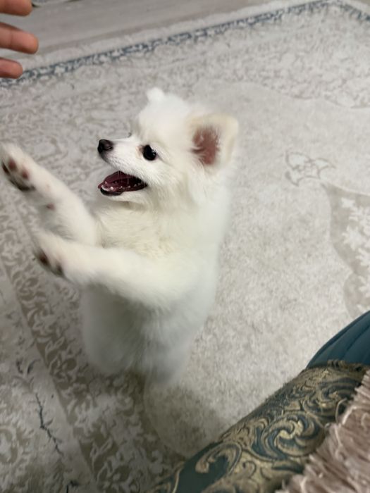 Померанский шпиц