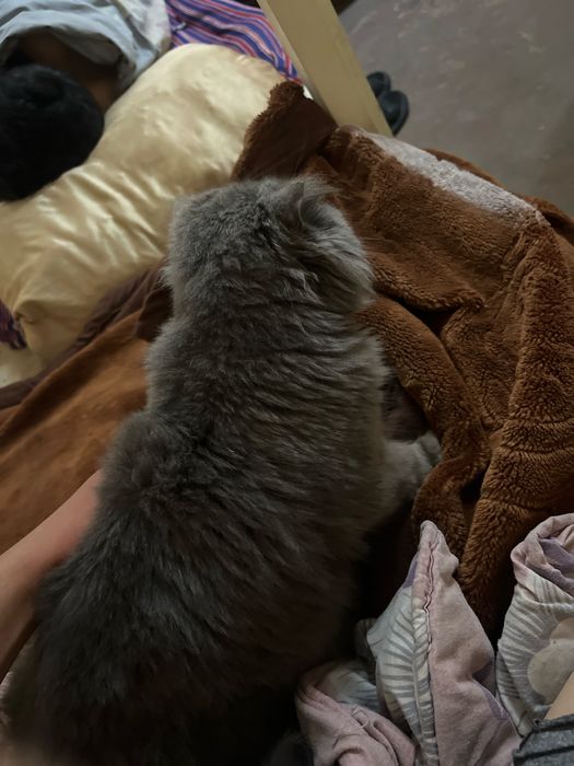 Uy mushugi qolga urgatilgan