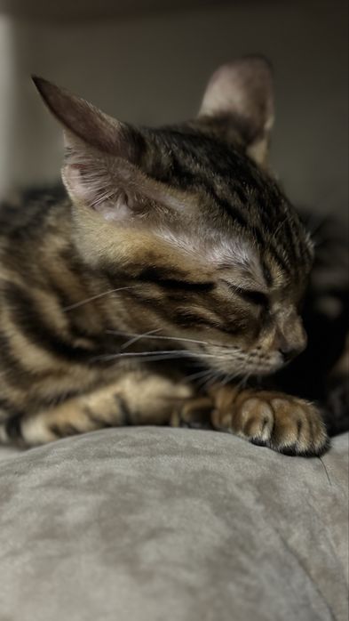 Бенгальский котенок