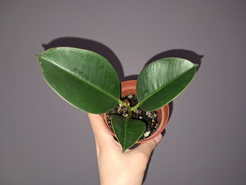 Фикус Робуста. .