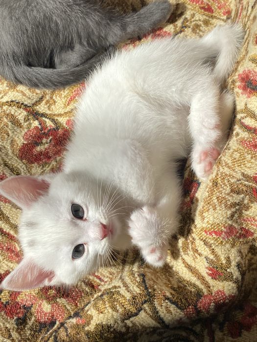 Котенок мальчик  , мама британка!