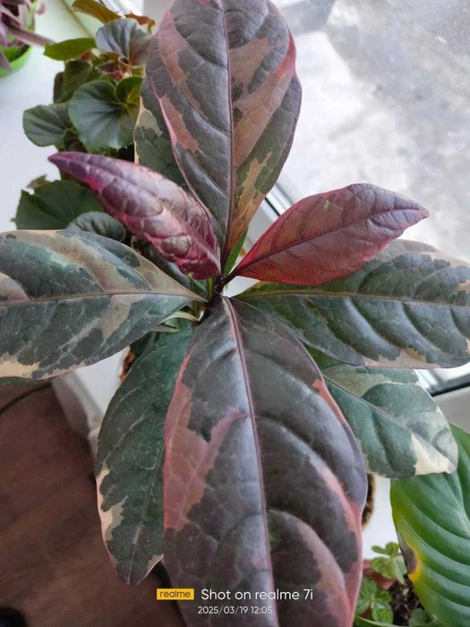 Псевдоэрантерум багряный,  отросток