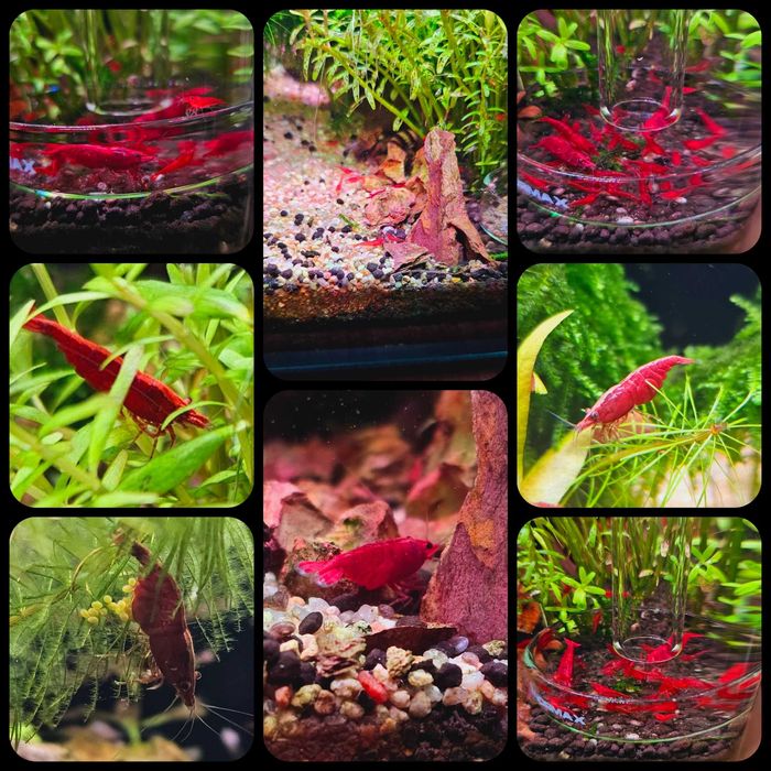 Neocaridina Blue Diamond Rili & Bloody Mary, Conuri Arin, Hrana