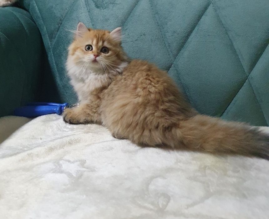 British LongHair cu pedigree