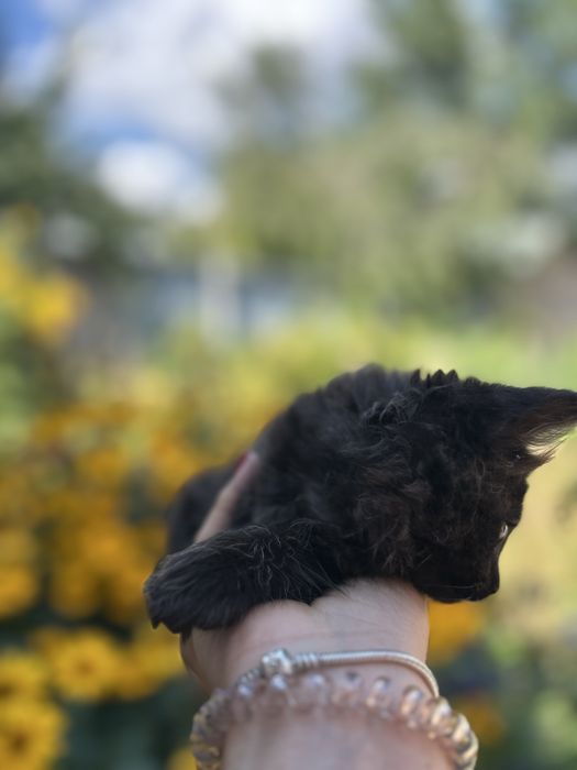 Отдам котёнка в добрые руки