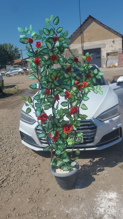 Floare ornamentala 80lei