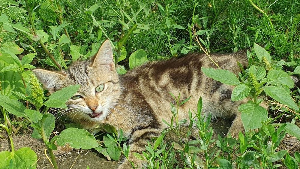Котята в добрые руки.