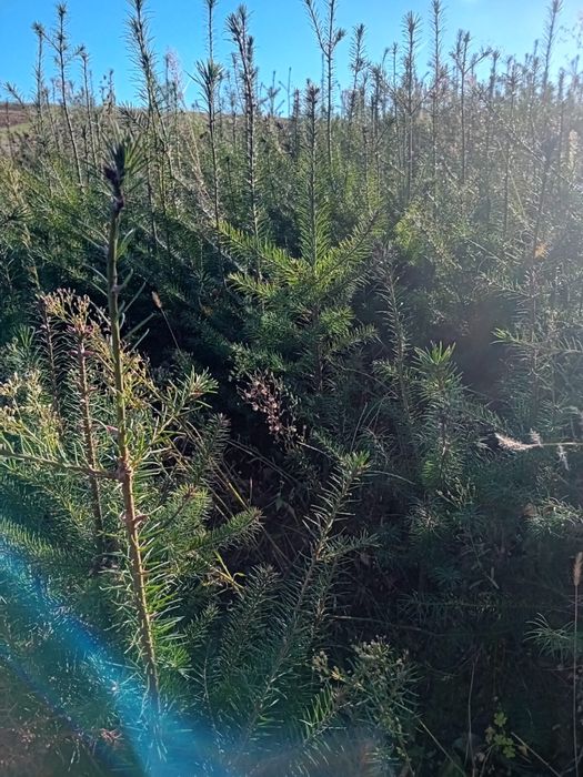 Vând puieți de brazi Douglas