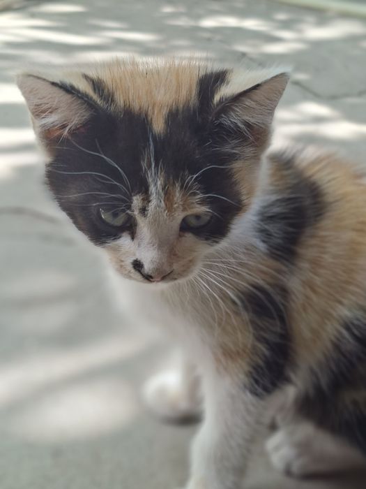 Отдам котёнка в добрые руки