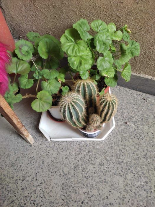 Продавам кактуси, нолина