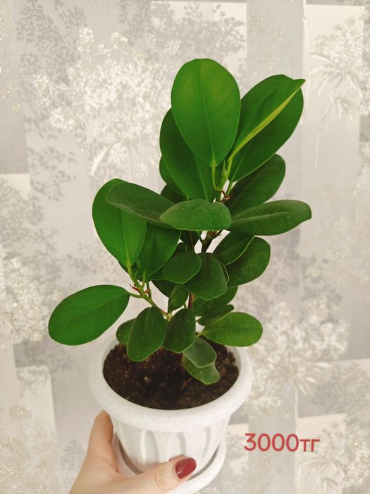 Продам молочай Милля крупноцветковый . Есть доставка