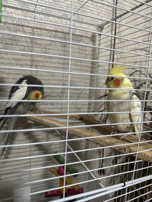 Корелла сатылады