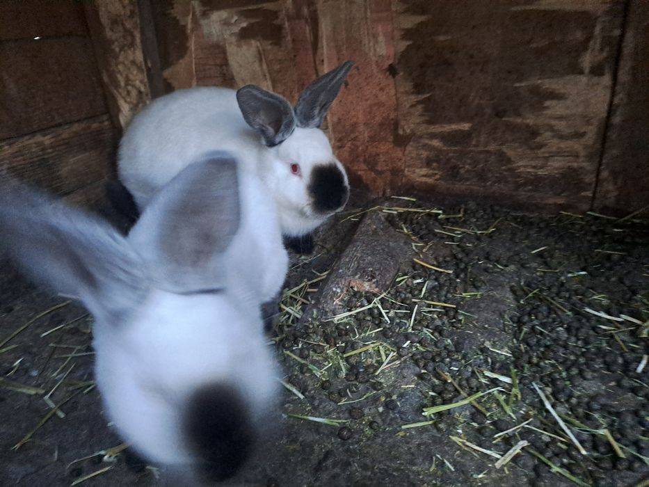 Californian pui de vanzare