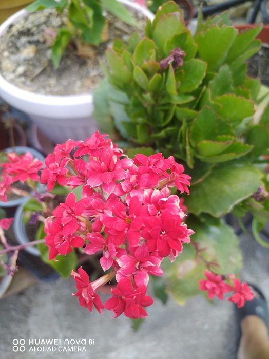 Сансивиера на гол корен