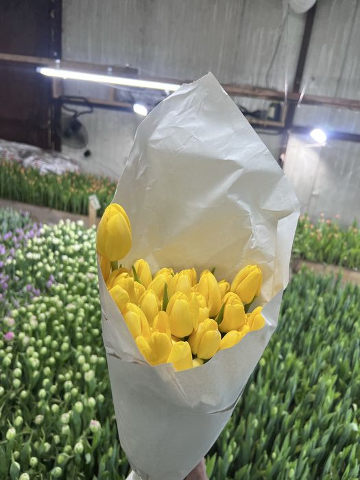 Тюльпаны 8 марта 650тг шт