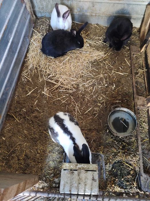 Iepuri fluture german