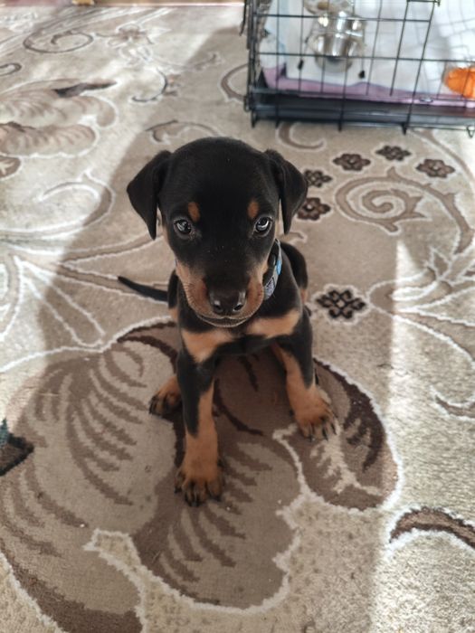 Продам добермана