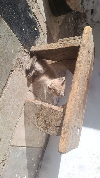 Отдаю котёнка 2 месяца